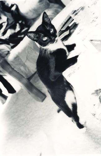 rollige Katze