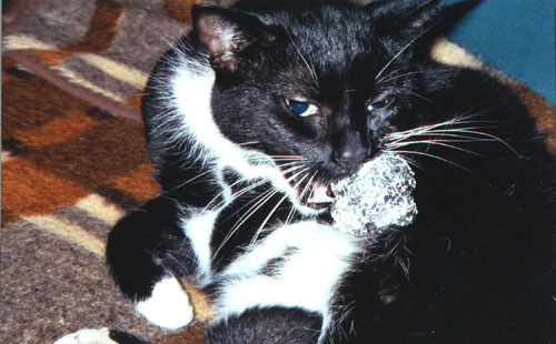 Katze